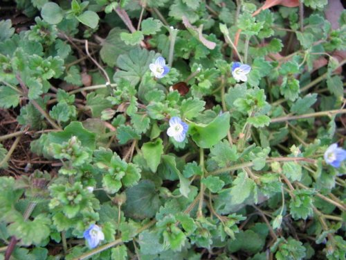 Wayside Speedwell (Veronica polita)