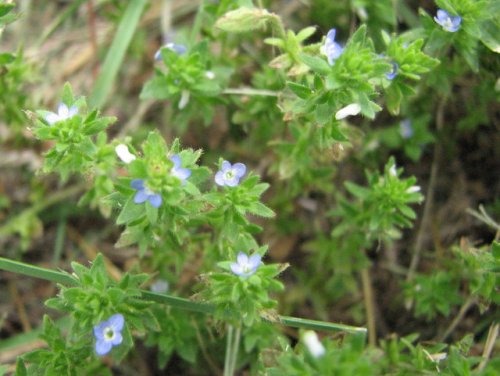 Corn Speedwell (Veronica arvensis)