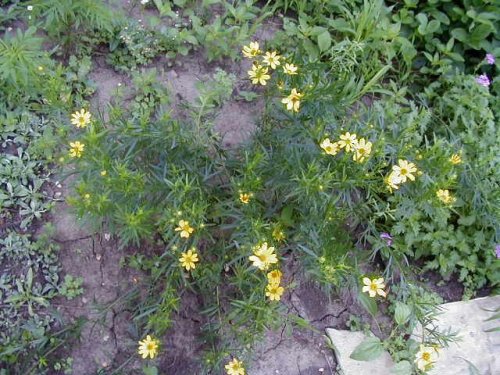 Finger Coreopsis (Coreopsis palmata)