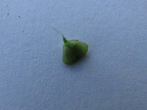 Purslane Speedwell (Veronica peregrina)