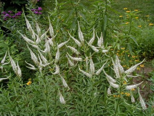 Culver's Root (Veronicastrum virginicum)