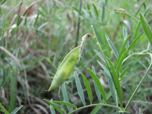 American Vetch (Vicia americana)