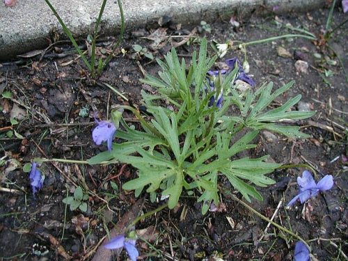 Prairie Violet (Viola pedatifida)