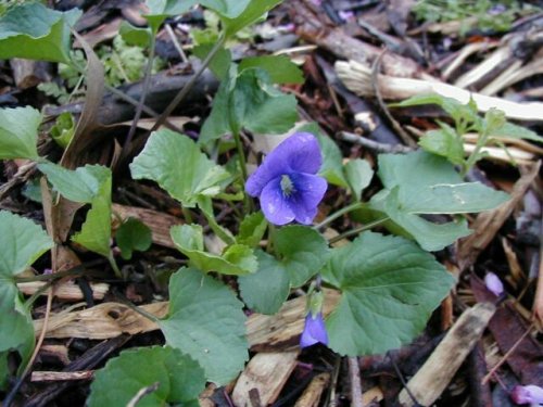 Common Blue Violet (Viola sororia)