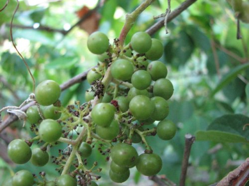 Grayback Grape (Vitis cinerea)