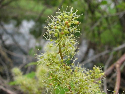 Riverbank Grape (Vitis riparia)