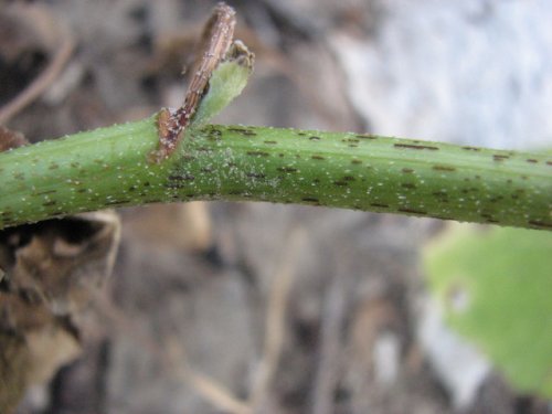 Cocklebur (Xanthium strumarium)