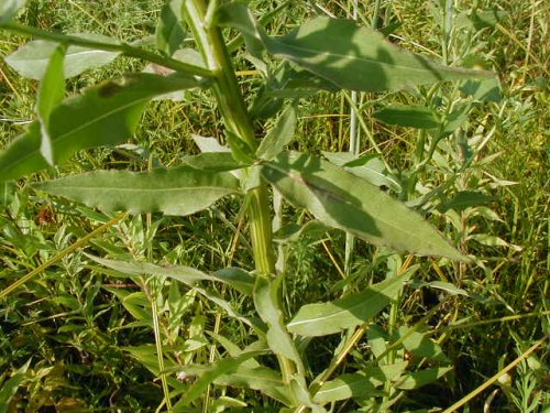 Sneezeweed (Helenium autumnale)