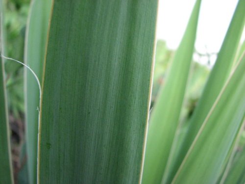 Yucca (Yucca filamentosa)