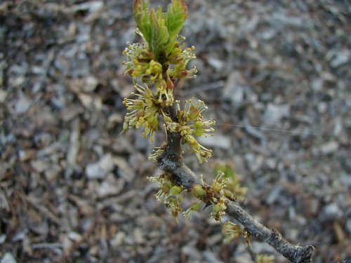 Prickly Ash (Zanthoxylum americanum)