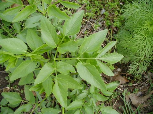 Golden Alexanders (Zizia aurea)