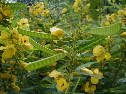 Partridge Pea (Chamaecrista fasciculata)