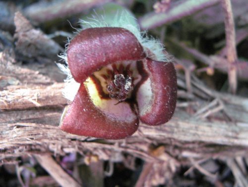 Canada Wild Ginger (Asarum canadense)