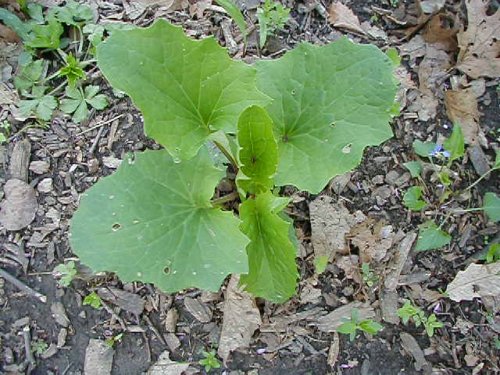Pale Indian Plantain (Arnoglossum atriplicifolium)