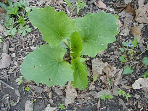 Pale Indian Plantain (Arnoglossum atriplicifolium)