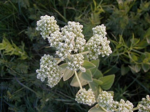 Tuberous Indian Plantain (Arnoglossum plantagineum)