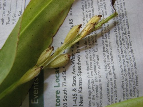 Loesel's twayblade (Liparis loeselii)