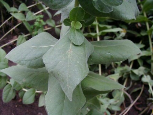 Ashy Sunflower (Helianthus mollis)