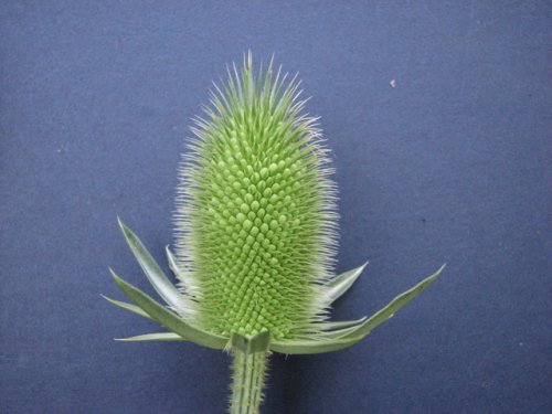 Cut Leaf Teasel (Dipsacus laciniatus)