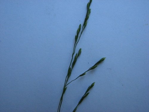 Nodding Fescue (Festuca subverticillata)