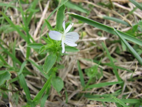 Johny Jump Up (Viola bicolor)