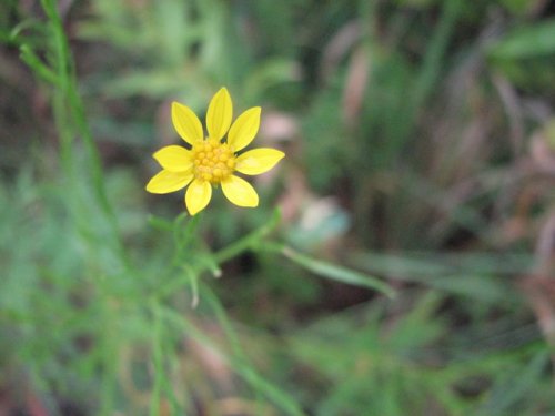 Prairie Broomweed (Amphiachyris dracunculoides)