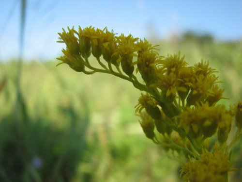 Missouri Goldenrod (Solidago missouriensis)