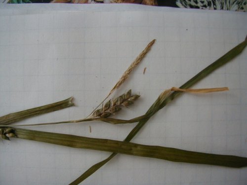 Narrowleaf Sedge (Carex grisea)