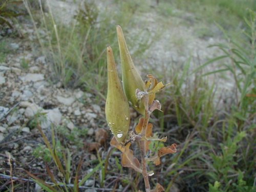 Green Milkweed (Asclepias viridiflora)