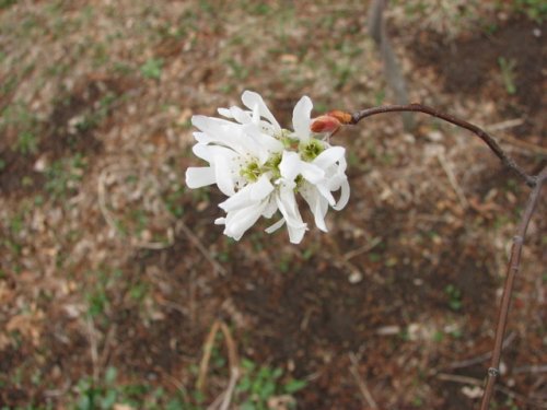 Downy Serviceberry (Amelanchier arborea)