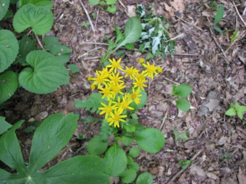 round-leaf ragwort (Packera obovata)