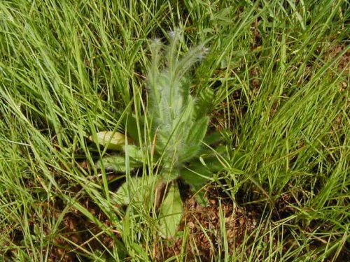 Long-bearded Hawkweed (Hieracium longipilum)