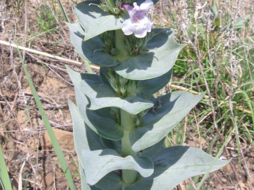 Buckley Beardtongue (Penstemon buckleyi)