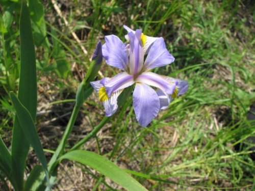 Viriginia iris (Iris virginica)