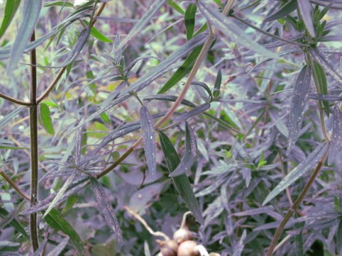 Virginia mountain mint (Pycnanthemum virginianum)