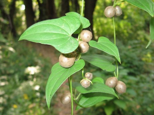 Chinese Yam (Dioscorea polystachya)