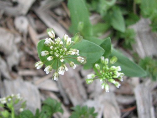 clasping-leaf pepper-grass (Lepidium perfoliatum)