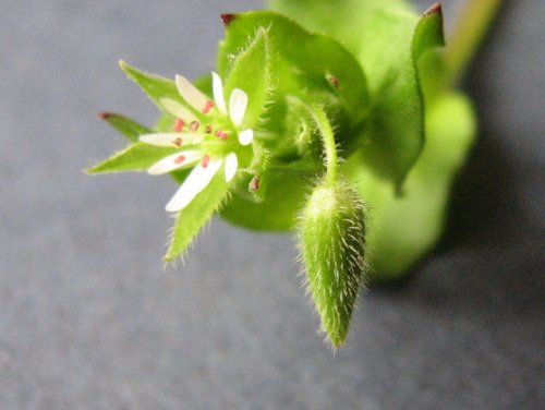 common chickweed (Stellaria media)