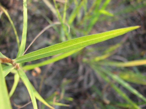 Grass Leaved Goldenrod (Euthamia gymnospermoides)