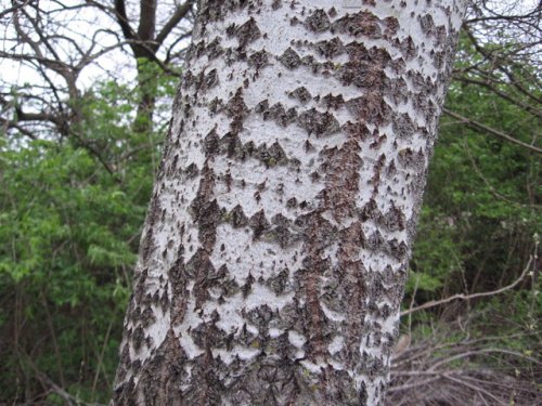 White Poplar (Populus alba)