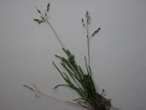 annual blue grass (Poa annua)