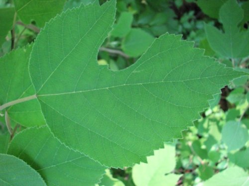 Paper Mulberry (Broussonetia papyrifera)