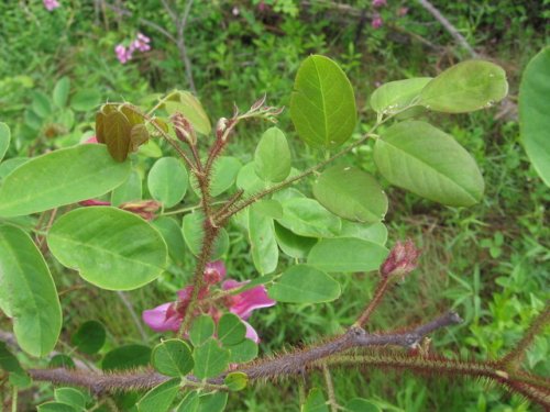 Bristly Locust (Robinia hispida)