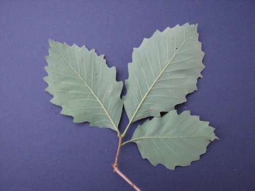 Chinquapin Oak (Quercus muehlenbergii)