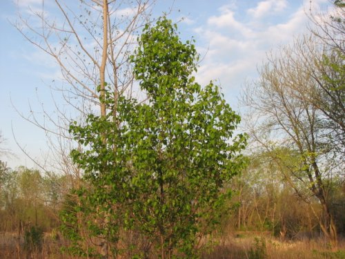 Callery Pear (Pyrus calleryana)