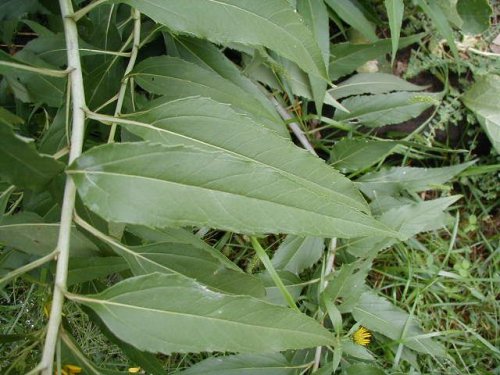 Sawtooth Sunflower (Helianthus grosseserratus)