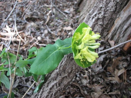 Limber Honeysuckle (Lonicera dioica)