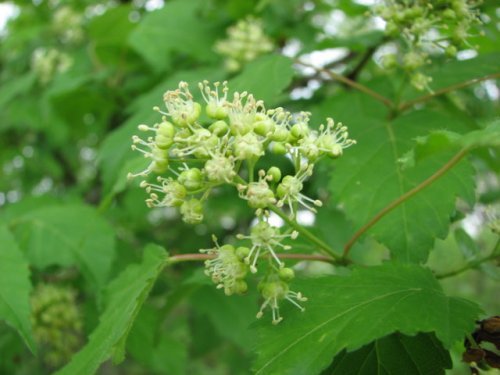 Amur Maple (Acer ginnala)