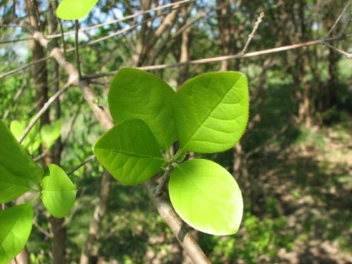 Chinese Fringe Tree (Chionanthus retusa)