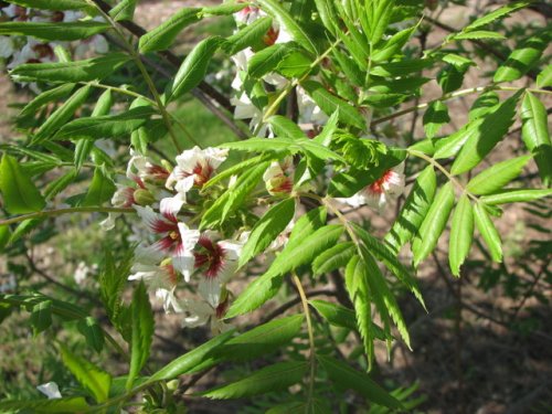 Yellowhorn (Xanthoceras sorbifolium)